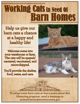 barn cat adoption near me